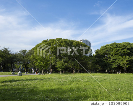 緑あふれる辰巳の森緑道公園　清々しい！ 105099902