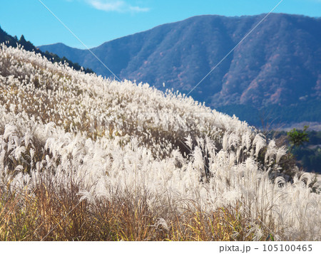【神奈川県足柄下郡箱根町】　仙石原のススキ　自然風景（2023年11月） 105100465