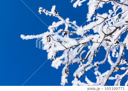 Closeup of branches of a snow winter tree 105100771