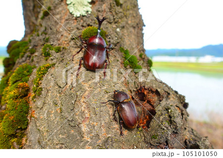カブトムシ クワガタムシ 夏休み 子供 カブトムシ クワガタムシ 夏休み 子供 105101050