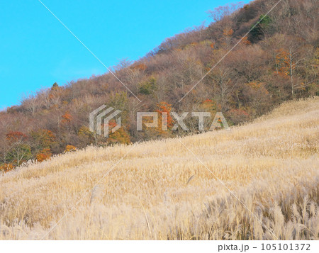 【神奈川県足柄下郡箱根町】 仙石原のススキ 自然風景(2023年11月) 【神奈川県足柄下郡箱根町】 仙石原のススキ 自然風景(2023年11月) 105101372