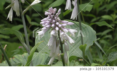ギボウシの花 ギボウシの花 105101379