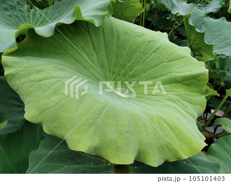 大きな蓮の葉の上に雨粒がたまっています 105101403