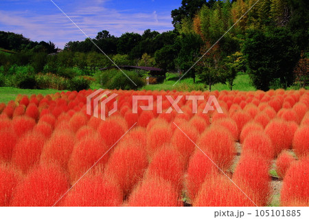 馬見丘陵公園（奈良県北葛城郡）紅葉したコキア（ほうき草） 105101885