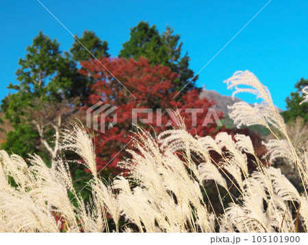 【神奈川県足柄下郡箱根町】　仙石原のススキ　自然風景（2023年11月） 105101900