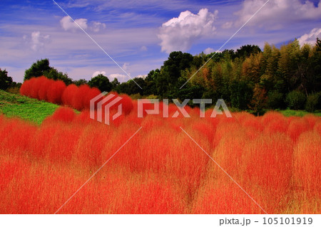 馬見丘陵公園（奈良県北葛城郡）紅葉したコキア（ほうき草） 105101919