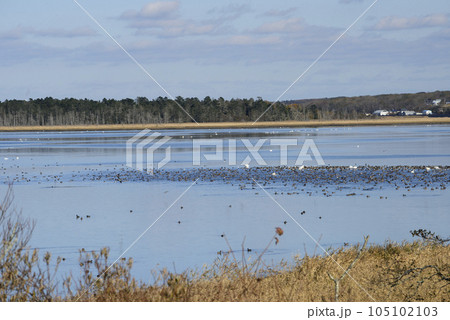 秋晴れの春国岱 105102103