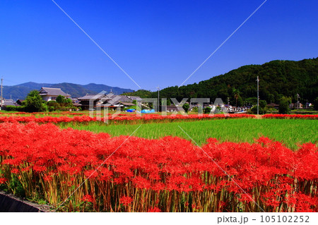 亀岡市（京都府亀岡市）穴太寺近辺に咲く彼岸花 105102252