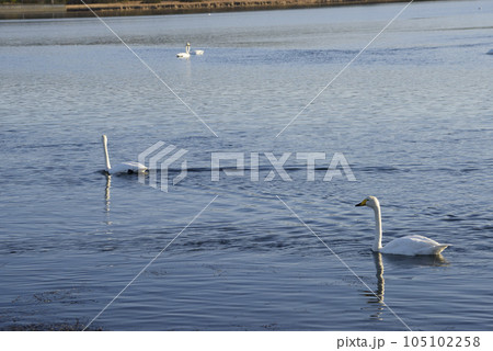 秋の風蓮湖と白鳥 105102258