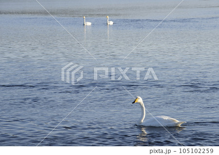 秋の風蓮湖と白鳥 105102259