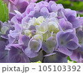薄紫色の紫陽花の花 105103392