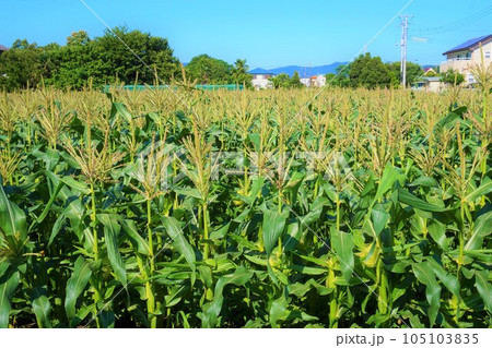 トウモロコシ 味来 みらい とうもろこし畑 深谷 トウモロコシ 味来 みらい とうもろこし畑 深谷 105103835