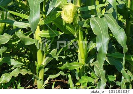 トウモロコシ　味来　みらい　とうもろこし畑　深谷 105103837