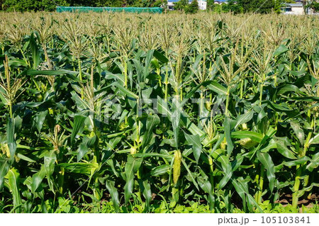 トウモロコシ　味来　みらい　とうもろこし畑　深谷 105103841