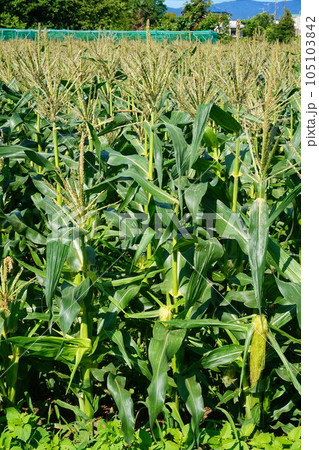 トウモロコシ　味来　みらい　とうもろこし畑　深谷 105103842