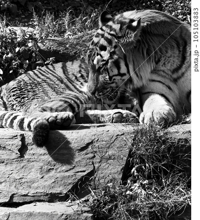 Bengal tiger Resting Captured on Film 105103883