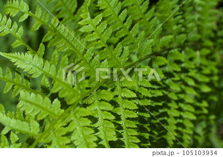 シダ植物の葉 105103934