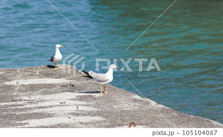 seagulls perched on the hand rail of the pier seagulls perched on the hand rail of the pier 105104087