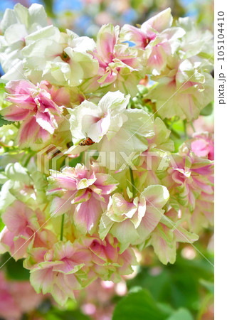 紅くなり始めた緑の桜(御衣黄桜)とテントウムシ ~3:2バージョン 紅くなり始めた緑の桜(御衣黄桜)とテントウムシ ~3:2バージョン 105104410