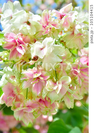 紅くなり始めた緑の桜(御衣黄桜)とテントウムシ ~3:2バージョン 紅くなり始めた緑の桜(御衣黄桜)とテントウムシ ~3:2バージョン 105104415
