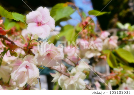 紅変した緑の桜（御衣黄桜）～3:2バージョン　 105105033