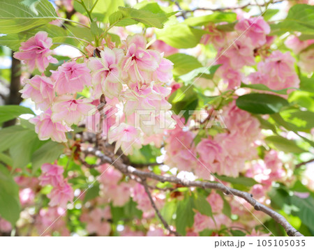 紅変した緑の桜（御衣黄桜） 105105035