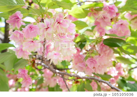 紅変した緑の桜（御衣黄桜）～3:2バージョン　 105105036