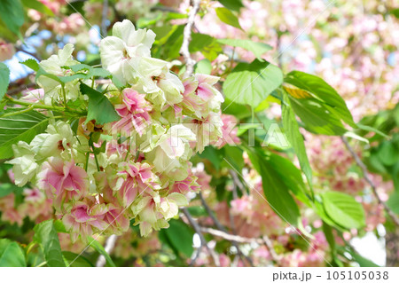 紅くなり始めた緑の桜（御衣黄桜）～3:2バージョン 105105038