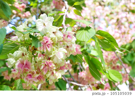 紅くなり始めた緑の桜(御衣黄桜)~3:2バージョン 紅くなり始めた緑の桜(御衣黄桜)~3:2バージョン 105105039