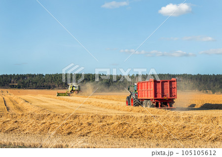 Big modern tractor trucker machine with full loaded with grain or silage wagon container trailer harvested wheat field after combine harvester. Agricultural machinery equipment industrial landscape Big modern tractor trucker machine with full loaded with grain or silage wagon container trailer harvested wheat field after combine harvester. Agricultural machinery equipment industrial landscape 105105612