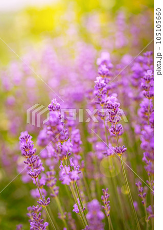 Violet fragrant lavender flowers. 105105660