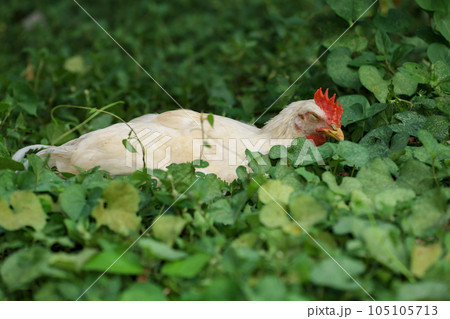 The Baby White Betong Chickken is sleep in nature garden The Baby White Betong Chickken is sleep in nature garden 105105713