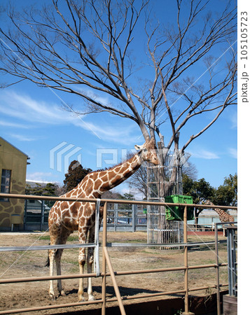 キリンが優雅に過ごす風景 キリンが優雅に過ごす風景 105105723
