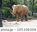 優雅に歩くアフリカゾウ 105106304