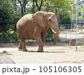 優雅に歩くアフリカゾウ 105106305