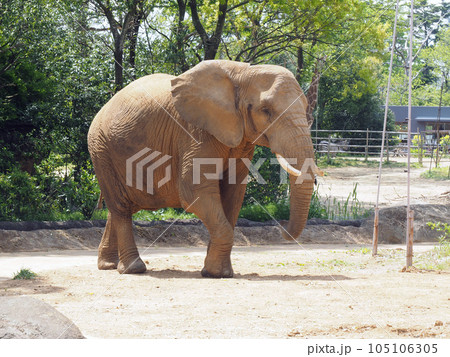 優雅に歩くアフリカゾウ 優雅に歩くアフリカゾウ 105106305