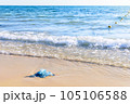 Blue jellyfish on the sandy beach of the Mediterranean sea, Tunisia 105106588