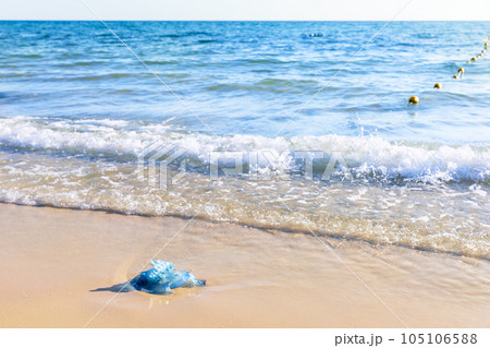 Blue jellyfish on the sandy beach of the Mediterranean sea, Tunisia Blue jellyfish on the sandy beach of the Mediterranean sea, Tunisia 105106588