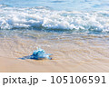 Blue jellyfish on the sandy beach of the Mediterranean sea, Tunisia 105106591