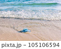 Blue jellyfish on the sandy beach of the Mediterranean sea, Tunisia 105106594