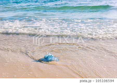Blue jellyfish on the sandy beach of the Mediterranean sea, Tunisia 105106594