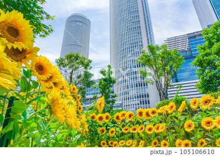 大名古屋ビルヂング、都心のひまわり庭園〈愛知県名古屋市〉 105106610