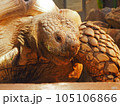 ケヅメリクガメのアップ 105106866