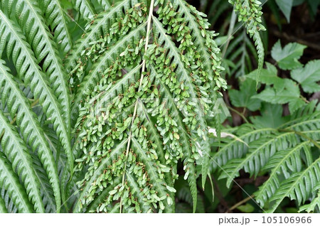 ハチジョウカグマ 105106966