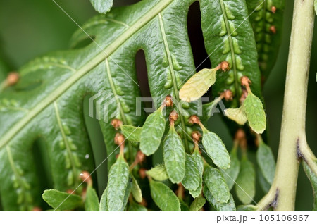 ハチジョウカグマ 105106967