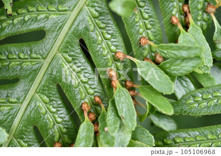 ハチジョウカグマ ハチジョウカグマ 105106968