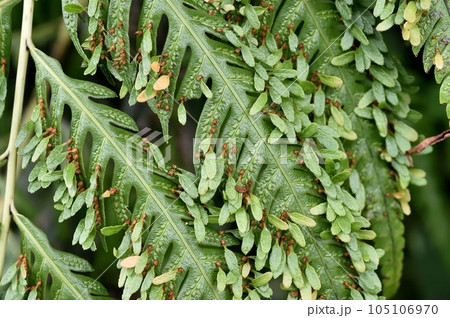 ハチジョウカグマ 105106970