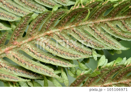 ハチジョウカグマ 105106971