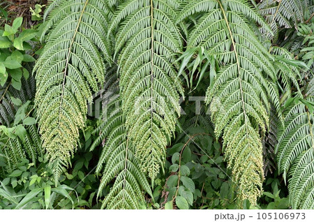 ハチジョウカグマ 105106973