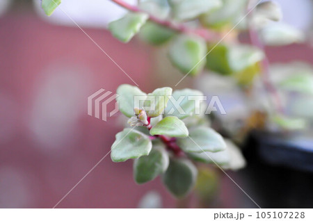 Miniature Peperomia or Pilea depressa 105107228
